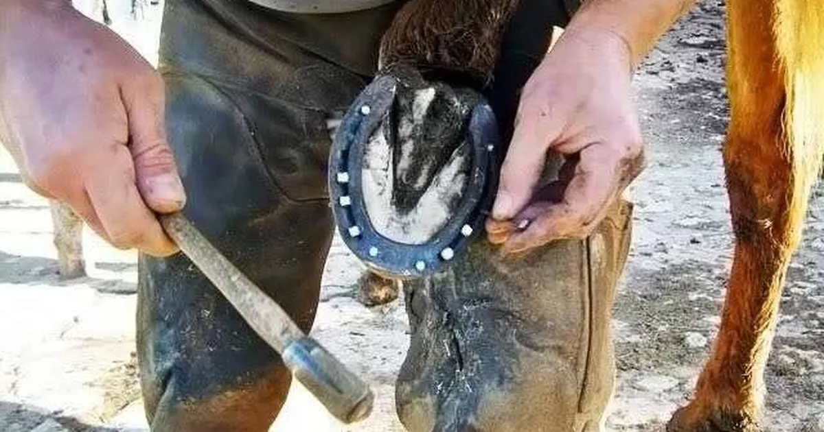 NALBANT (NALBANTLIK)